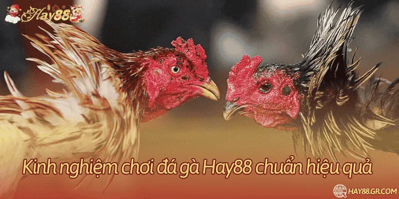 Nhận định không bảo đảm bên thắng