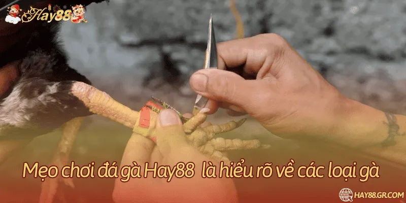 Đặc điểm chiến kê và dữ liệu quan sát