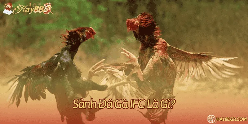 Thông tin sự kiện mang tên IFC