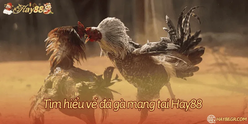 Thông tin sự kiện đá gà qua mạng